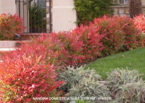 Nandina domestica 'Gulf Stream' - winter